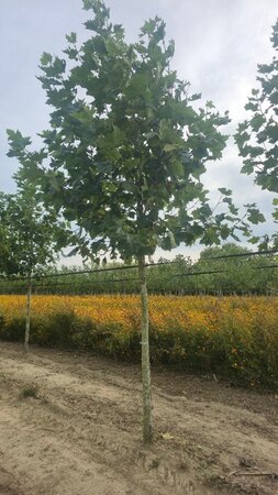 Platanus hispanica 20-25 Hoogstam draadkluit 3 X verplant - afbeelding 1