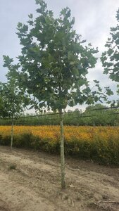 Platanus hispanica 20-25 Hoogstam draadkluit 3 X verplant - afbeelding 1
