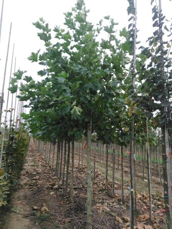 Platanus hispanica 20-25 Hoogstam draadkluit 3 X verplant - afbeelding 2