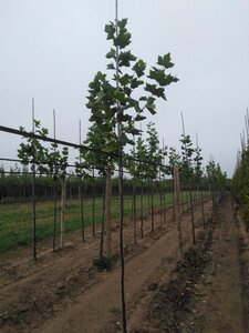 Platanus hispanica 6-8 Hoogstam wortelgoed - afbeelding 1