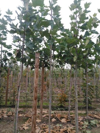 Platanus hispanica 6-8 Hoogstam wortelgoed - afbeelding 3