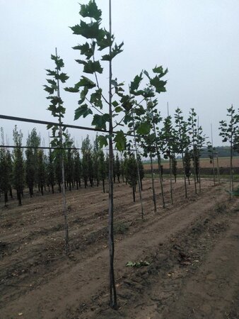 Platanus hispanica 6-8 Hoogstam wortelgoed - afbeelding 2