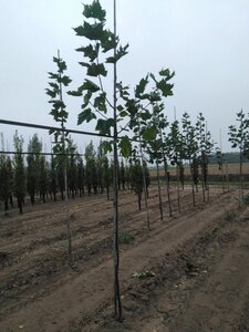 Platanus hispanica 6-8 Hoogstam wortelgoed - afbeelding 2