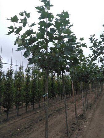 Platanus hispanica 8-10 Hoogstam wortelgoed