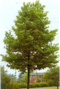 Platanus hispanica 8-10 Hoogstam wortelgoed - afbeelding 2