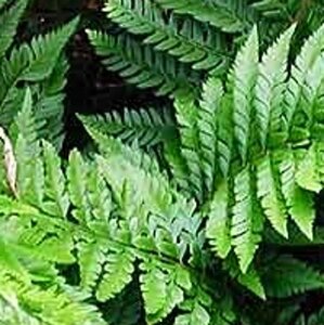 Polystichum aculeatum geen maat specificatie 0,55L/P9cm - afbeelding 3