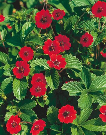 Potentilla atrosanguinea geen maat specificatie 0,55L/P9cm - afbeelding 4