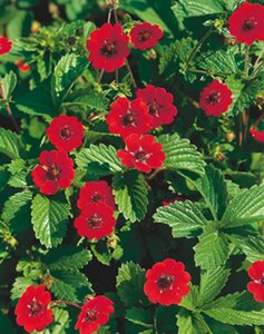 Potentilla atrosanguinea geen maat specificatie 0,55L/P9cm - afbeelding 4