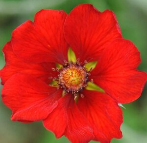Potentilla atrosanguinea geen maat specificatie 0,55L/P9cm - afbeelding 5