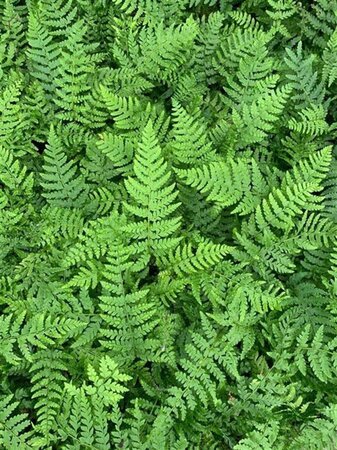 Polystichum braunii geen maat specificatie 0,55L/P9cm - afbeelding 1