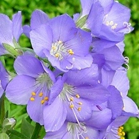 Polemonium caeruleum geen maat specificatie 0,55L/P9cm - afbeelding 5