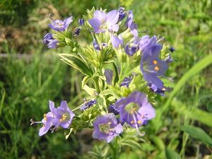 Polemonium caeruleum geen maat specificatie 0,55L/P9cm