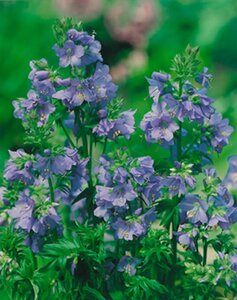 Polemonium caeruleum geen maat specificatie 0,55L/P9cm - afbeelding 6