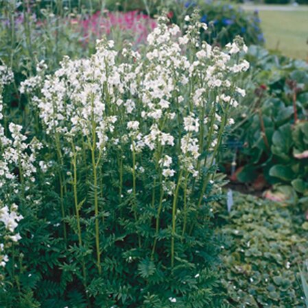 Polemonium caer. 'Album' geen maat specificatie 0,55L/P9cm - afbeelding 1