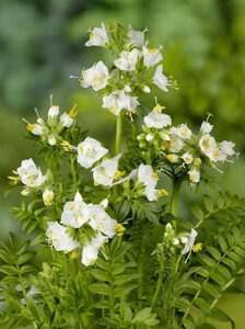 Polemonium caer. 'Album' geen maat specificatie 0,55L/P9cm - afbeelding 2
