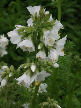 Polemonium caer. 'Album' geen maat specificatie 0,55L/P9cm - afbeelding 3