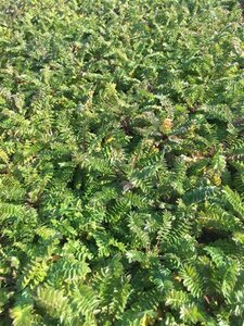 Polemonium caer. 'Bambino Blue' geen maat specificatie 0,55L/P9cm - afbeelding 2