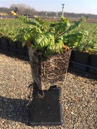 Polemonium caer. 'Bambino Blue' geen maat specificatie 0,55L/P9cm - afbeelding 3