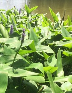 Pontederia cordata geen maat specificatie 0,55L/P9cm