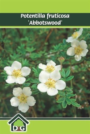 Potentilla f. 'Abbotswood' geen maat specificatie cont. 3,0L - afbeelding 6