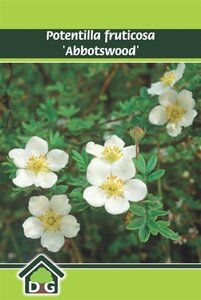 Potentilla f. 'Abbotswood' geen maat specificatie cont. 3,0L - afbeelding 6