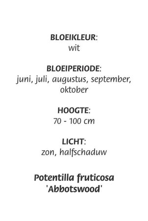 Potentilla f. 'Abbotswood' geen maat specificatie cont. 3,0L - afbeelding 8