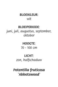 Potentilla f. 'Abbotswood' geen maat specificatie cont. 3,0L - afbeelding 8