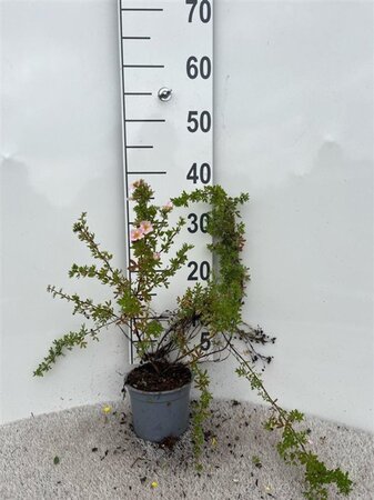 Potentilla f. 'Blink' 20-30 cm cont. 1,3L