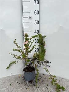 Potentilla f. 'Blink' 20-30 cm cont. 1,3L