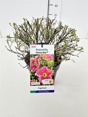 Potentilla f. Danny Boy 25-30 cm cont. 3,0L - afbeelding 4