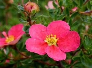Potentilla f. Danny Boy 25-30 cm cont. 3,0L