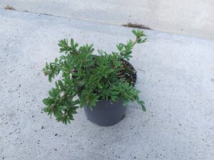 Potentilla f. 'Elizabeth' geen maat specificatie cont. 1,3L