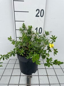 Potentilla f. 'Elizabeth' geen maat specificatie cont. 1,3L