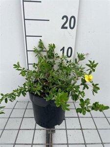 Potentilla f. 'Elizabeth' geen maat specificatie cont. 1,3L