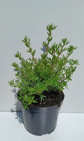 Potentilla f. 'Goldfinger' 30-40 cm cont. 3,0L