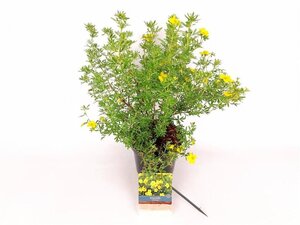 Potentilla f. 'Goldfinger' 30-40 cm cont. 3,0L