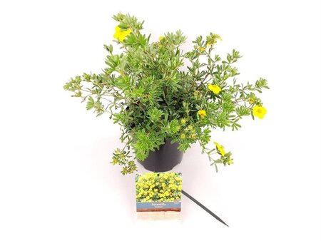 Potentilla f. 'Goldstar' 25-30 cm cont. 3,0L