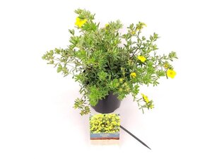 Potentilla f. 'Goldstar' 25-30 cm cont. 3,0L