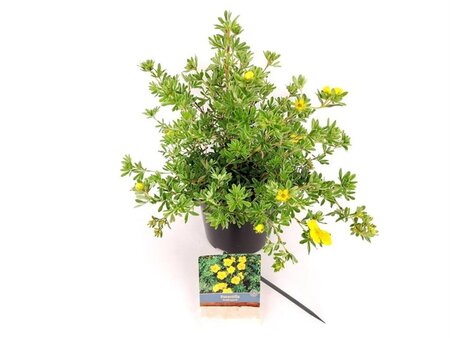 Potentilla f. 'Goldteppich' 25-30 cm cont. 3,0L