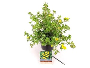 Potentilla f. 'Goldteppich' 25-30 cm cont. 3,0L