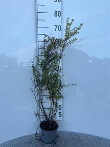 Potentilla f. 'Klondike' 40-60 cm cont. 1,3L