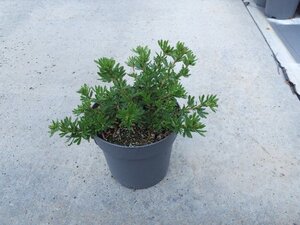 Potentilla f. 'Kobold' geen maat specificatie cont. 1,3L