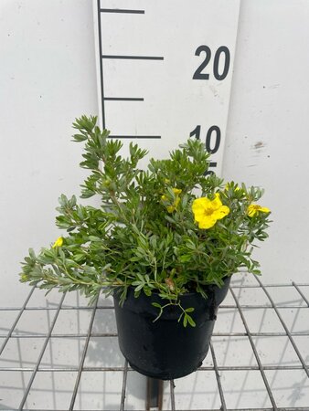 Potentilla f. 'Kobold' geen maat specificatie cont. 1,3L - afbeelding 1