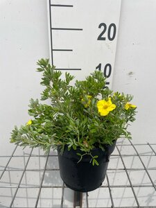 Potentilla f. 'Kobold' geen maat specificatie cont. 1,3L - afbeelding 1