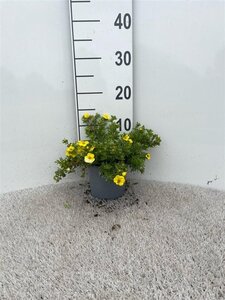 Potentilla f. 'Kobold' geen maat specificatie cont. 1,3L - afbeelding 2