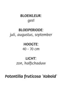 Potentilla f. 'Kobold' geen maat specificatie cont. 3,0L - afbeelding 1