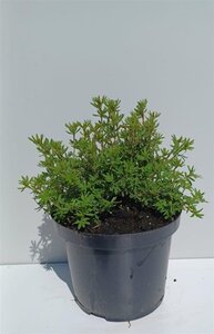 Potentilla f. Marian Red Robin 25-30 cm cont. 3,0L - afbeelding 4