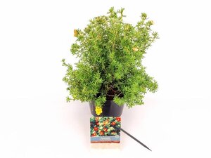 Potentilla f. Marian Red Robin 25-30 cm cont. 3,0L - afbeelding 3