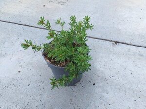 Potentilla f. Marian Red Robin geen maat specificatie cont. 1,3L