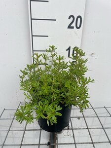 Potentilla f. Marian Red Robin geen maat specificatie cont. 1,3L